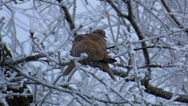 889. Kos černý, Common Blackbird, Amsel, Merle noir, Mirlo común, Чёрный дрозд, Kos смотреть онлайн