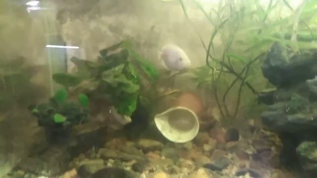 Фломинго с мальком. смотреть онлайн