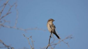 Red-backed Shrike - sound / Пение Обыкновенный жулан