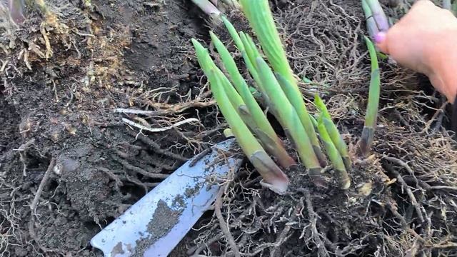 Как решила поделить большой куст хосты смотреть онлайн