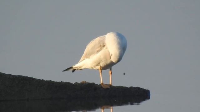 Slender-billed Gull, Gabbiano roseo (Chroicocephalus genei) смотреть онлайн