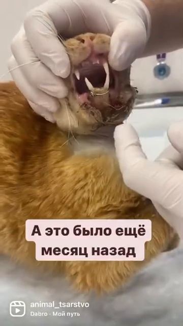 Все новости и подробности в телеграмм animal_tsarstvo #животные #домашниеживотные #кошки смотреть онлайн
