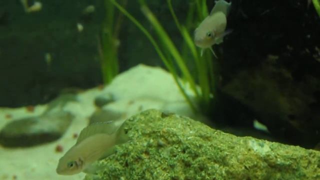 Neolamprologus olivaceus смотреть онлайн