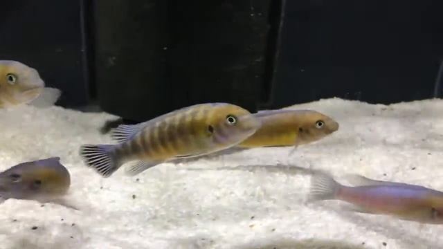 Oth's Cichlids - labeotropheus trewavasae chilumba 3p смотреть онлайн