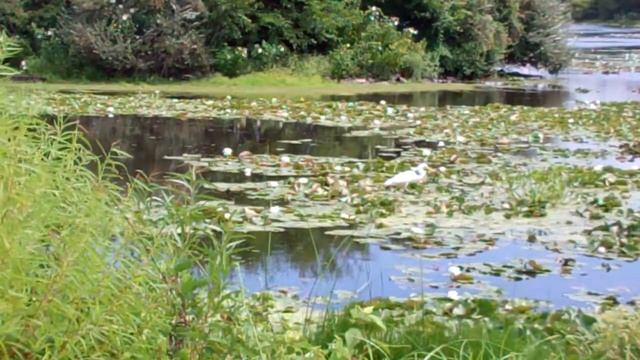 Lovely Lake Lily, Cape May Point, NJ смотреть онлайн
