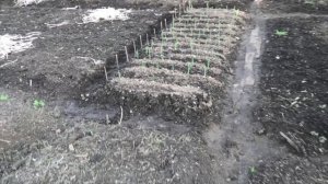 13-14 05 2021г на даче Цветение  первоцветов.