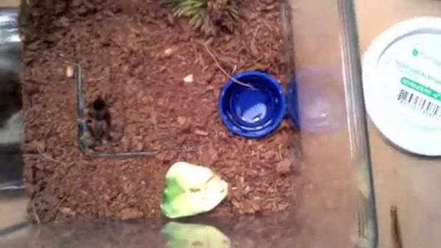 Brachypelma Smithi Update смотреть онлайн