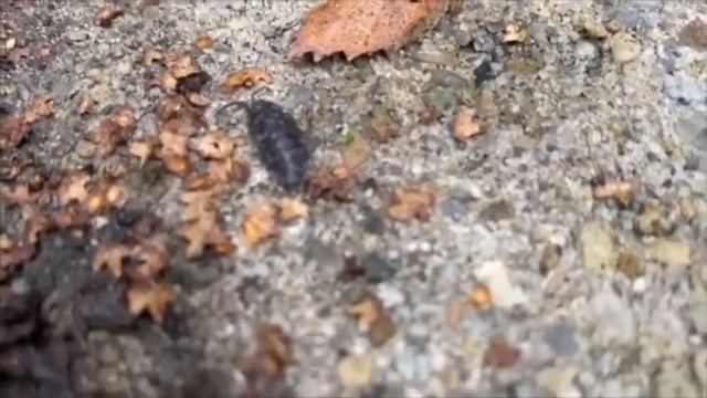 The Science of Woodlice! For all ages. смотреть онлайн