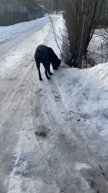 Сходил в туалет и бежит обратно 🥰 #cane #canecorso #tttt #канекорсо #canecorsoitaliano #кане смотреть онлайн
