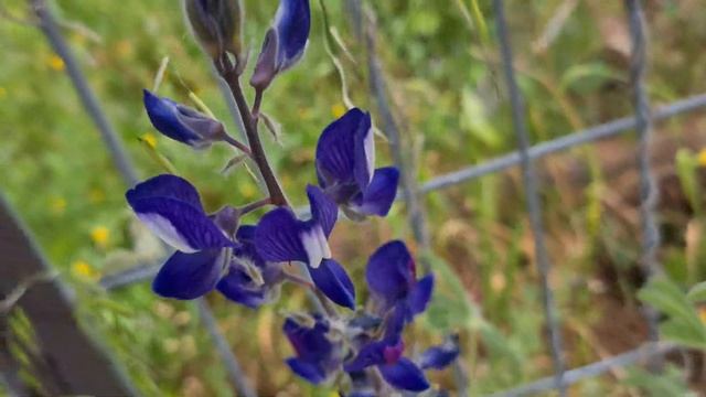 תורמוס ההרים Lupinus pilosus смотреть онлайн