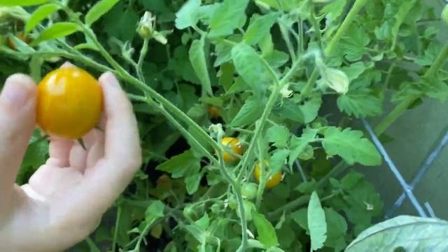 JULY SUMMER HARVEST | WHAT TO KNOW ABOUT TOMATILLO & CIPLUK 🍅 смотреть онлайн