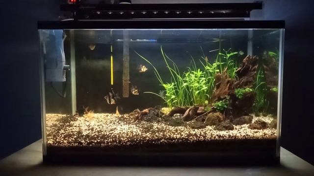 Sumatera Tiger barb biotope смотреть онлайн