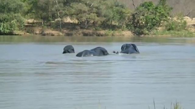 Elephants, Mole National Park. Ghana. смотреть онлайн