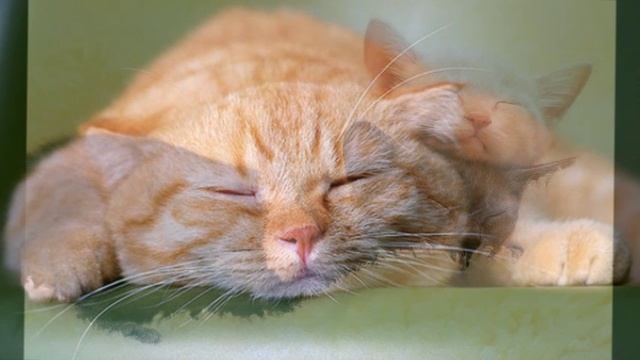 Умирала кошка