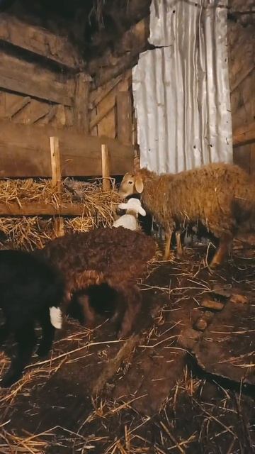 Был немного занят. Скоро выйдет ролик про инкубацию. #ягнята #бараны #овцы #окот #лпх #вашаферма смотреть онлайн