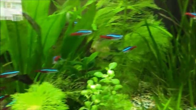 Raising Discus in planted aquarium Update 3 смотреть онлайн