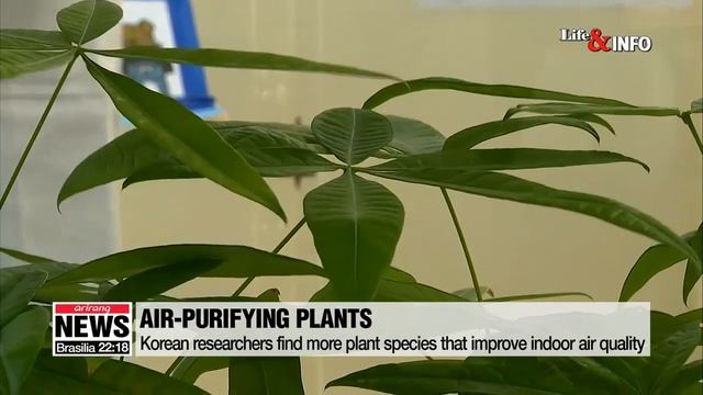 Korean researchers find more plant species that improve indoor air quality смотреть онлайн