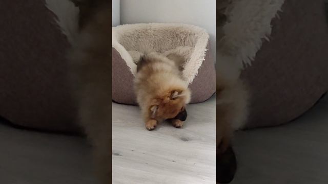 Сонная Мирася 🥰💖😃 15.02.2025 смотреть онлайн