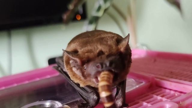 Common noctule (Nyctalus noctula). Feeding the bat смотреть онлайн