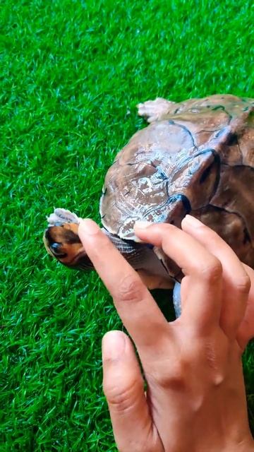 indian roof turtle смотреть онлайн