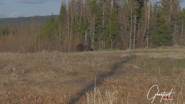 Grizzly Bear Viewing смотреть онлайн