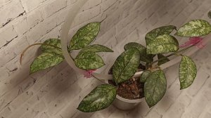 Хойя Крассипетиолата "Сплеш" (Hoya Crassipetiolata "Splash")