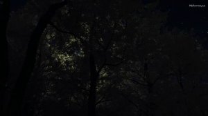 Ночной лес летом с тихим шелестом листвы на деревьях. ASMR и природный белый шум.