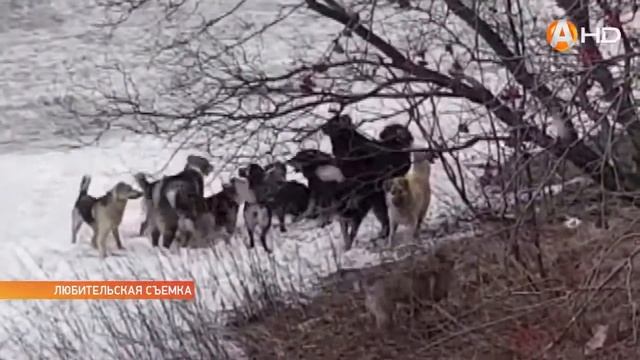 Собаки сбились в стаю а горожане объединились в требовании регулирования численности бездомных живо смотреть онлайн