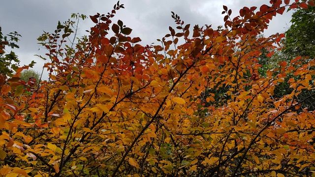 РЕАЛЬНАЯ КРАСОТА ПРИРОДЫ. NATURE IT BEAUTY смотреть онлайн