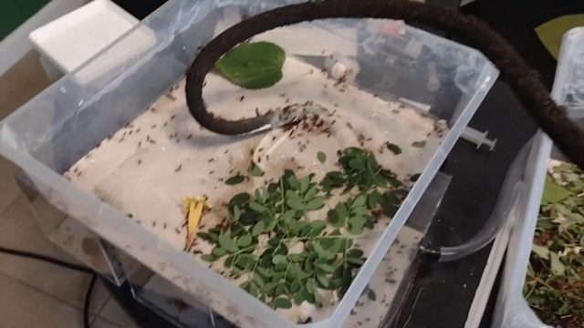 Insane Leafcutter Ant Setup; Atta mexicana with a vine bridge! смотреть онлайн