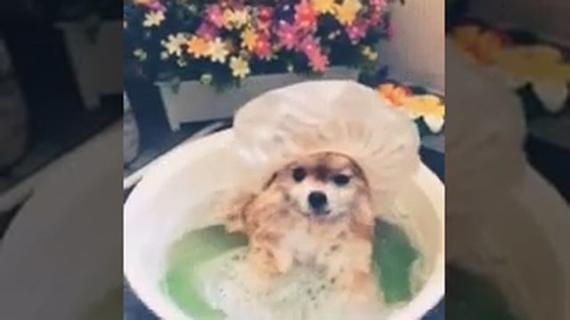 Собачка молится до придела!!! смотреть онлайн