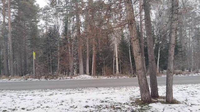 прогулка. белки и снег. смотреть онлайн