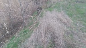 Пёс 1 сезон 4 серия  Смотри все серии