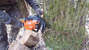 Домашняя бензопила в лесу  // ZimAni 450 творит чудеса