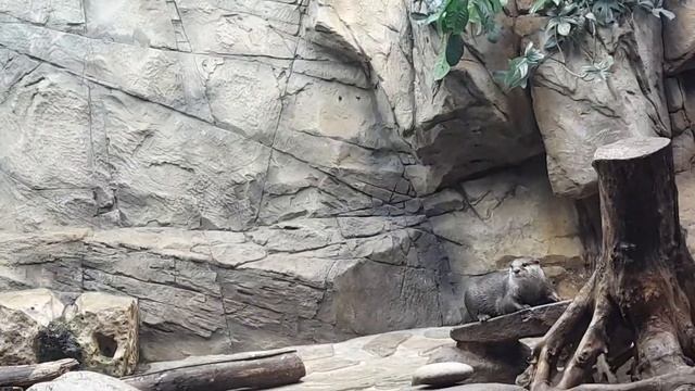 Выдры плавают #Москвариум смотреть онлайн