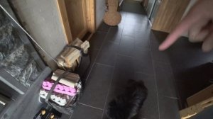 Агрессивный шпиц из Финляндии (часть 1)