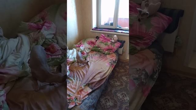 Сфинкс Жульен и Ирис смотреть онлайн