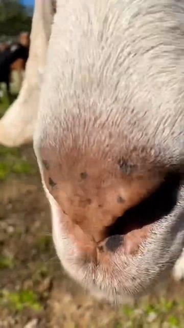 Funniest goat sniffs ever #shorts смотреть онлайн