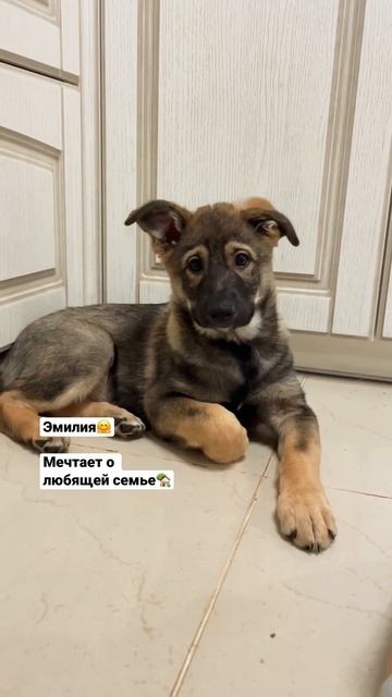 Щенок-метис Эмилия, 2,5 мес, ищет любящую семью и дом. Москва, Московская область смотреть онлайн