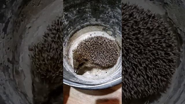очаровашка ежик на даче весной смотреть онлайн