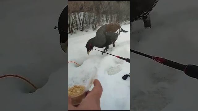 Глухарь на зимней рыбалке смотреть онлайн