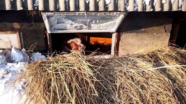 Бычишка ожидает Тимофеевку. смотреть онлайн