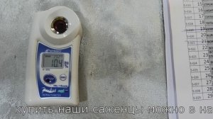 5 серия ЖИМОЛОСТЬ замер сахара в ягоде