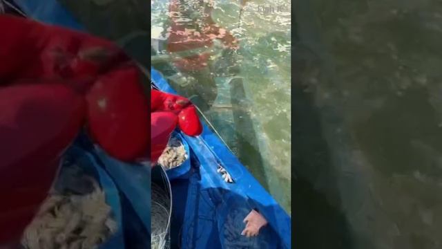 Fishing | Catching marine life. An exciting catch of fish 🐟 смотреть онлайн