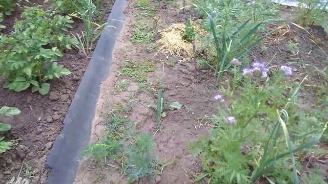 Фацелія ніякий сидерат смотреть онлайн