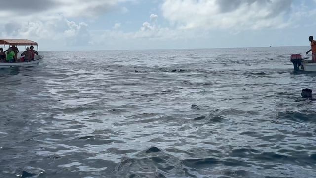 Занзибар. Плавание с дельфинами часть 2