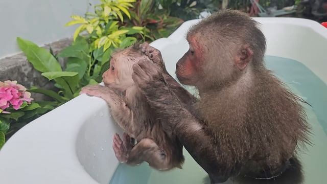Super Funny😂 Monkey Su Invited Kuku To Secretly Hide Mom Take Bath