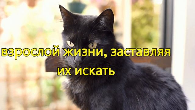 Ваша кошка спит с вами Узнайте, что это говорит о вашей связи смотреть онлайн