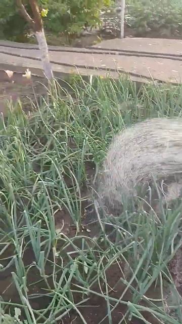 полив лука , после подкормки обязательно смотреть онлайн