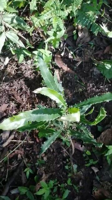 CULTIVANDO MACADAMIA EN EL MUNICIPIO DE PALENCIA GUATEMALA смотреть онлайн